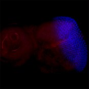 Immunofluorescence image of a Drosophila head capsule labeled with DSHB antibody Rat-Elav-7E8A10 anti-elav (blue). Image Credit: Andreas Bergmann, PMID: 35584678, Fig. 6E.